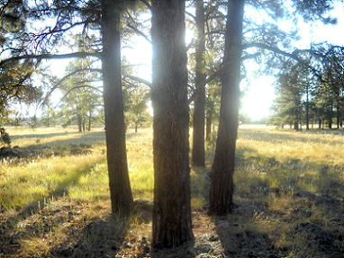 Flagstaff sits up in the mountains and is the home of the largest ponderosa pine forest in the country. Come enjoy the San Francisco Peaks and the many outdoor adventures in our area.